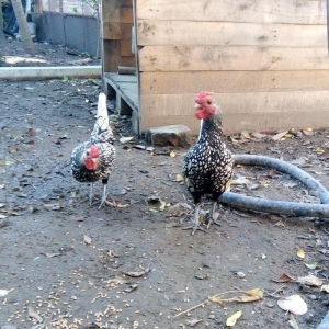 Sibrait ,heyvanlar saqlam ve temiz cinsdi.vaksinleri ve lazimi olan de