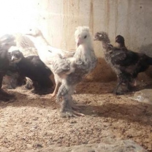 Brama: temiz cins brama cuceleri: gold, dark, light, buff, silver.