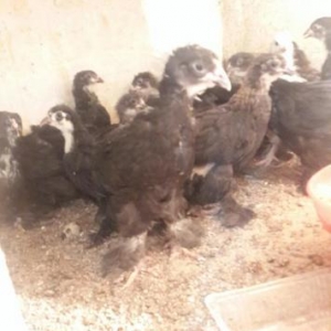 Brama: temiz cins brama cuceleri: gold, dark, light, buff, silver.