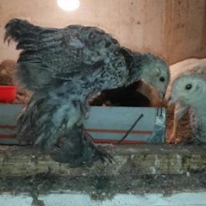 Brama: temiz cins brama cuceleri: gold, dark, light, buff, silver.