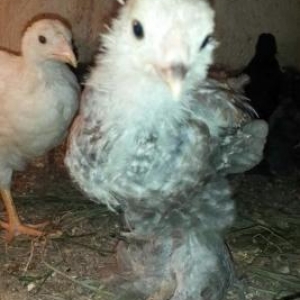 Brama: temiz cins brama cuceleri: gold, dark, light, buff, silver.