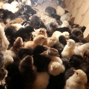 Brama cuceleri. Her yawda temiz cins brama cuceleri: gold, dark, light