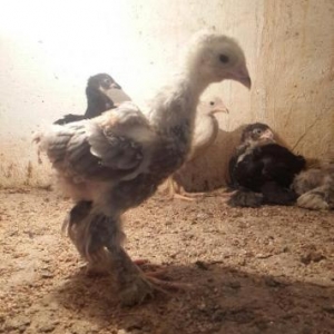 Brama cuceleri. Her yawda temiz cins brama cuceleri: gold, dark, light