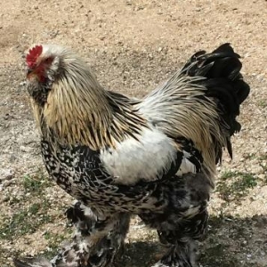 Brama cuceleri. Her yawda temiz cins brama cuceleri: gold, dark, light