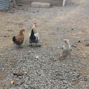 wpanka 2 toyug 1 xoruz satiram.temiz wpankadilar.leleylidiler bezi wpa