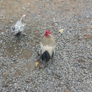 wpanka 2 toyug 1 xoruz satiram.temiz wpankadilar.leleylidiler bezi wpa