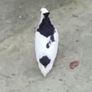 Satilir kekilli mayadi. Quyrugu cirk idi gore yolmuwdum. Indi ujee bir