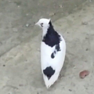 Satilir kekilli mayadi. Quyrugu cirk idi gore yolmuwdum. Indi ujee bir