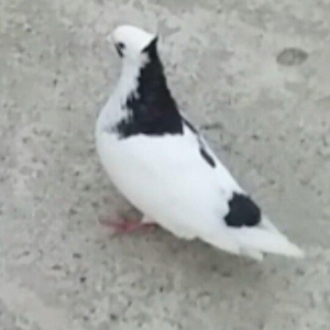 Satilir kekilli mayadi. Quyrugu cirk idi gore yolmuwdum. Indi ujee bir