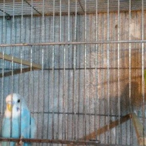 Bir cüt cex qarişığı olan spenqıl quslar satilir. Erkey goy maya