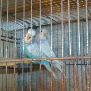 Bir cüt cex qarişığı olan spenqıl quslar satilir. Erkey goy maya