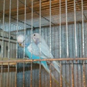 Bir cüt cex qarişığı olan spenqıl quslar satilir. Erkey goy maya