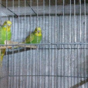 Bir cüt  cex qarişığı olan spenqıl quslar satilir. Iri ve aktiv