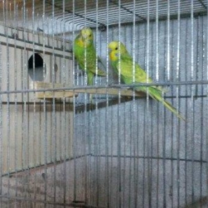 Bir cüt  cex qarişığı olan spenqıl quslar satilir. Iri ve aktiv