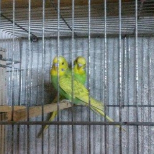 Bir cüt  cex qarişığı olan spenqıl quslar satilir. Iri ve aktiv