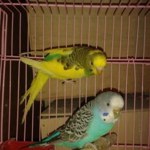 Cüt papuqay satılır