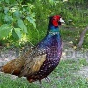 salam aleykum  rumun xoruzu satilir 25 az tam rengin alib 1 ilik 2