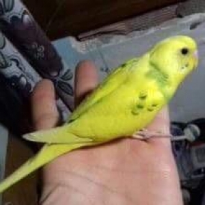 Papuqaylar satılır. Atası cex anası vasnisti. 2.Aylıgdılar. Biri diwi