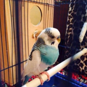 Papuqaylar satılır hazır qızgın cütdüler 3.defe bala almıwam. Balaları