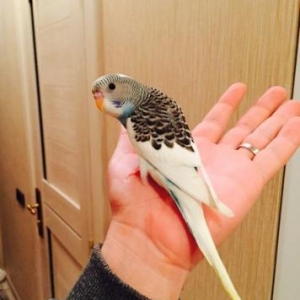 Papuqaylar satılır. İki denedi tam saglam ele öyredilmiw elden den yey