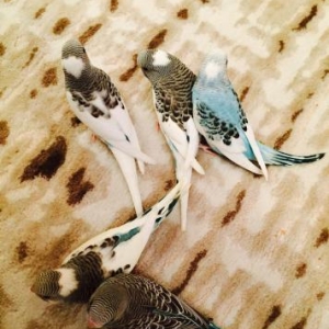 Papuqaylar satılır. İki denedi tam saglam ele öyredilmiw elden den yey