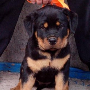Rottweiler  Ukraynadan sifarişlə,radasl