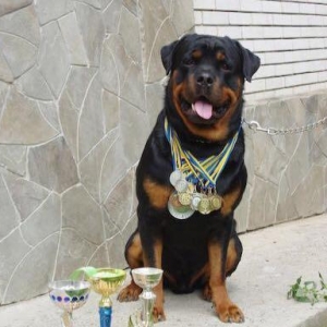 Rottweiler  Ukraynadan sifarişlə,radasl