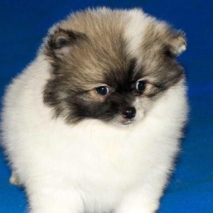 Orijinal Pomeranian shpic dan. Bütün sənədləri ilə birlikdə,Ukrayn