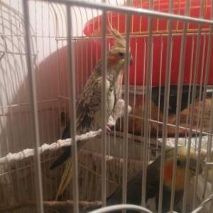 cut karella qefesle yawil qefesle bir yerde bir defe bala verib yene y