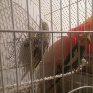 cut karella qefesle yawil qefesle bir yerde bir defe bala verib yene y