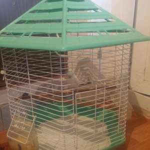 cut karella qefesle yawil qefesle bir yerde bir defe bala verib yene y