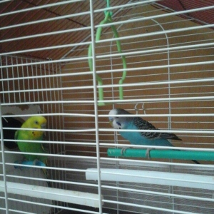 erkek  dişi  cüt  quş.qefes  su  qabı  yem  qabı  hamsı  bir  yerde  5