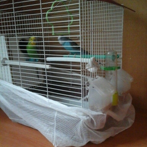 erkek  dişi  cüt  quş.qefes  su  qabı  yem  qabı  hamsı  bir  yerde  5