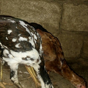 heyratı hər ayda hər yaşda heyratı vaxtım yoxdur baxmağa ona görə satı