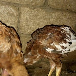 heyratı hər ayda hər yaşda heyratı vaxtım yoxdur baxmağa ona görə satı