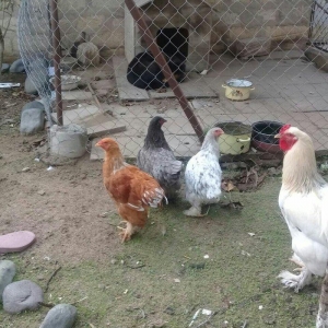 brama fereler satlllr 5 aylarlna az qallb