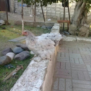 brama blue satlllr 4 ayl kecibler , ferediler biri 35 azn