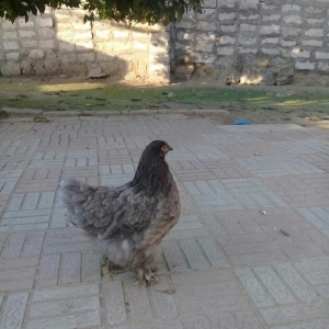 brama blue satlllr 4 ayl kecibler , ferediler biri 35 azn