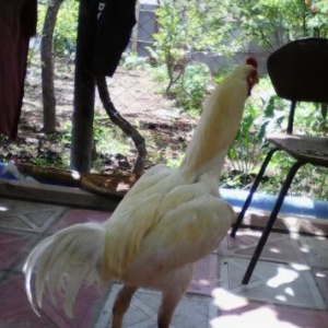 Temiz cins heyratilardi bir xoruz 3dene de feresi var super heyvannard