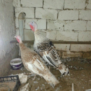 1 cut hind qusu satilir 1 erkey 1 disi qurd dermanlari verilib cuma ci