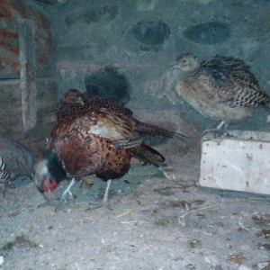 1 il yarimliq tam saglam 1 cut qafqaz ve 1 eded  rumun sortu (fere)