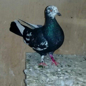 Salam quş satılır mayadı cavan quşdu cütə hazırdı.hec bir prablemi yox