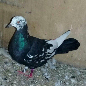 Salam quş satılır mayadı cavan quşdu cütə hazırdı.hec bir prablemi yox