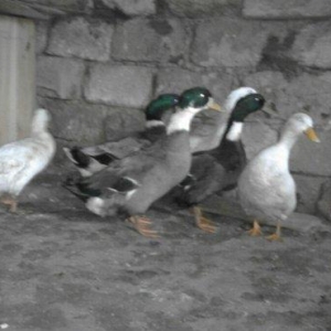 Salam sesli ordek balalari satilir 15- azn  5- ayliqdi  6- ededdir