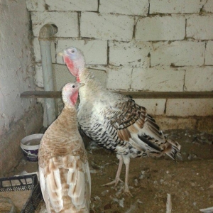 1 cut hinduska satilir 9 ayliq qurd dermanlari verilib cuma iynesi cic