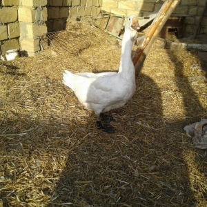 Xolmagor gazi hazir jut  jutune aidi giymeti real alijilar buyurub zen