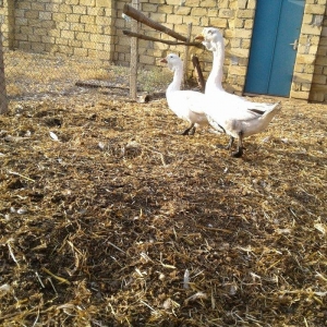 Xolmagor gazi hazir jut  jutune aidi giymeti real alijilar buyurub zen