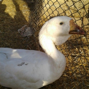 Xolmagor gazi hazir jut  jutune aidi giymeti real alijilar buyurub zen