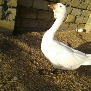 Xolmagor gazi hazir jut  jutune aidi giymeti real alijilar buyurub zen