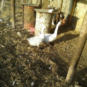 Xolmagor gazi hazir jut  jutune aidi giymeti real alijilar buyurub zen